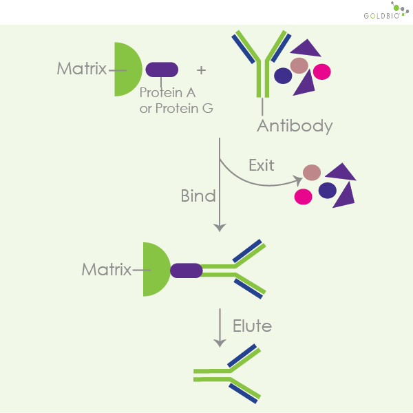 How to Choose Agarose Resins for Protein Purification GoldBio